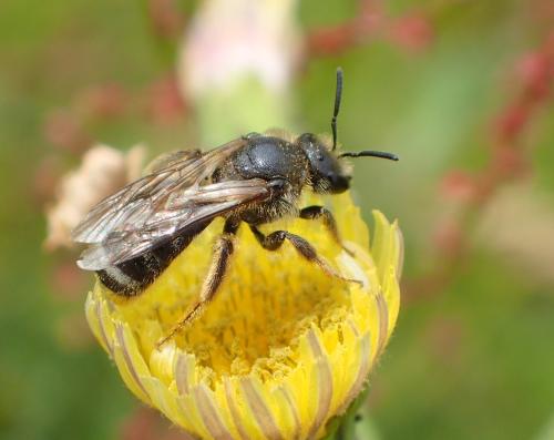 Réf. 296 831 : Lasioglossum sp.